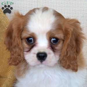 Pickles, Cavalier King Charles Spaniel Puppy