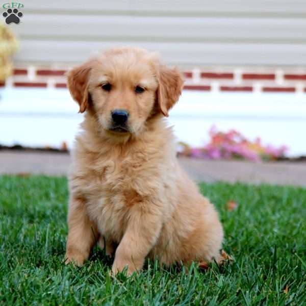 Pilot, Golden Retriever Puppy