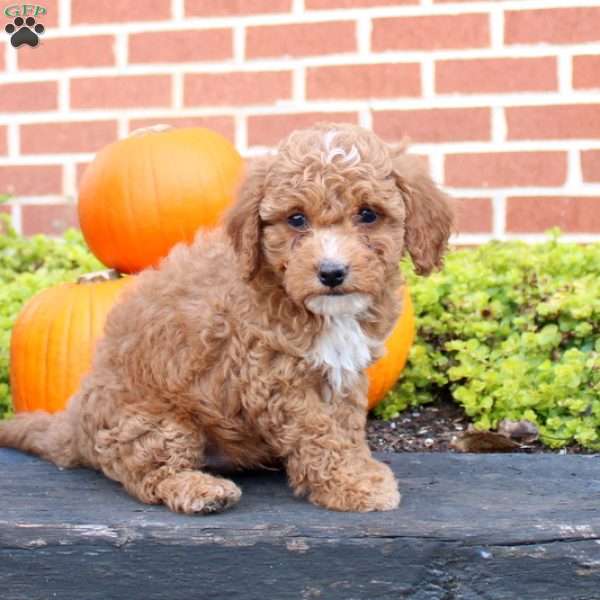 Pip, Cavapoo Puppy