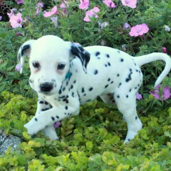 Piper, Dalmatian Puppy