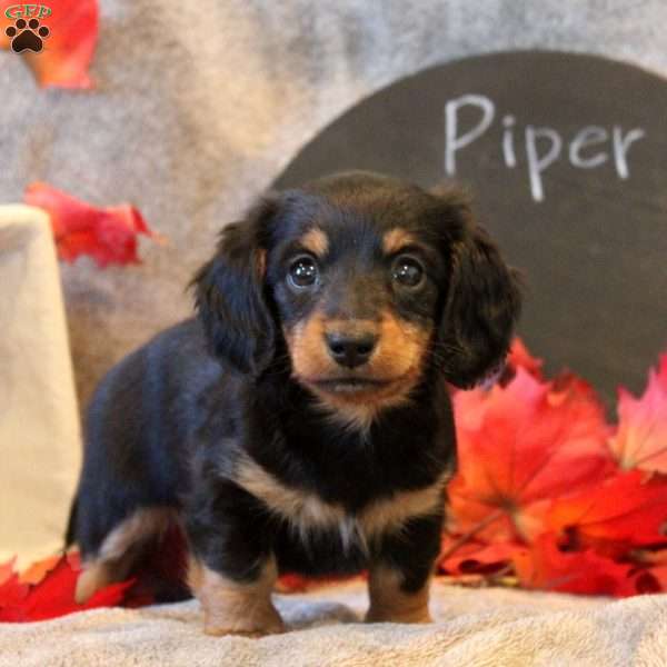 Piper, Dachshund Puppy