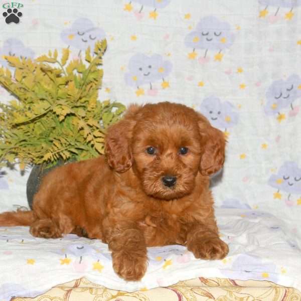 Piper, Mini Goldendoodle Puppy