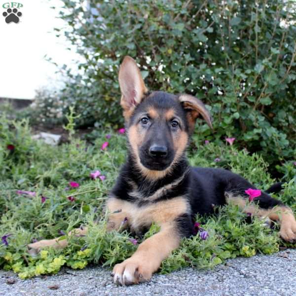 Piper, German Shepherd Puppy