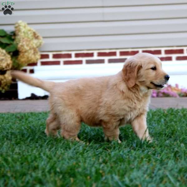 Piper, Golden Retriever Puppy