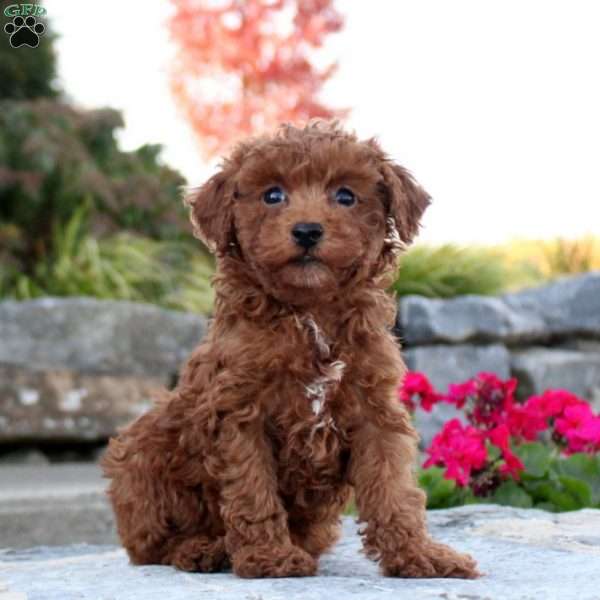 Piper, Toy Poodle Puppy