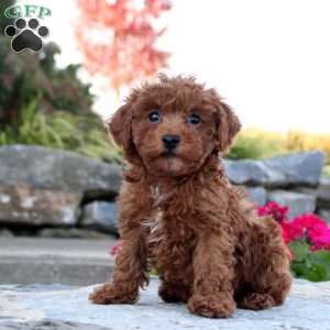 Piper, Toy Poodle Puppy