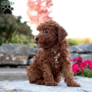 Piper, Toy Poodle Puppy