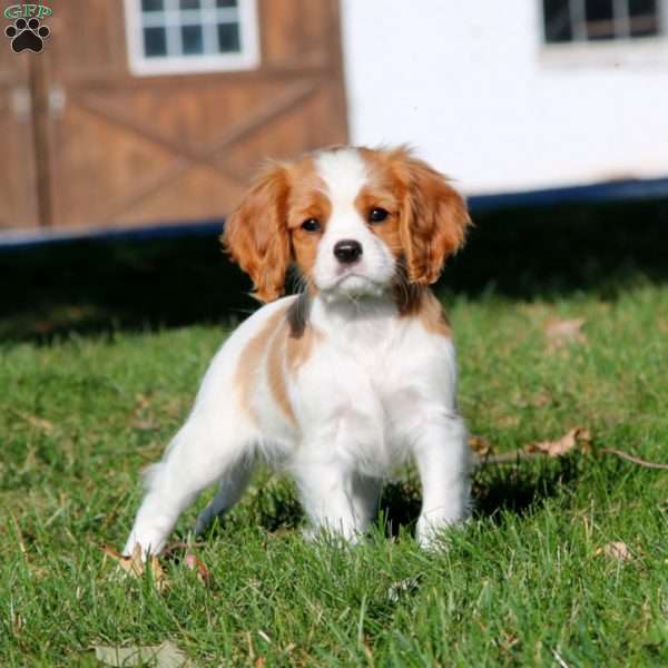 Piper, Cavalier King Charles Spaniel Puppy