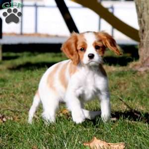 Piper, Cavalier King Charles Spaniel Puppy