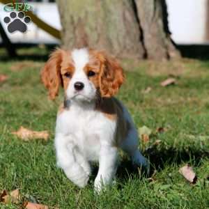 Piper, Cavalier King Charles Spaniel Puppy