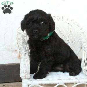 Pippa, Yorkie Poo Puppy