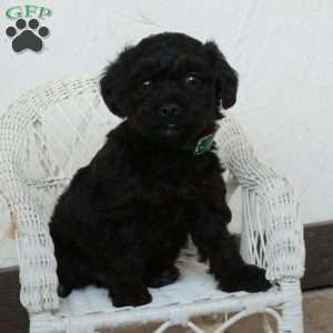 Pippa, Yorkie Poo Puppy