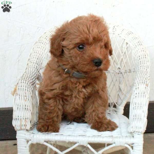 Pippin, Yorkie Poo Puppy