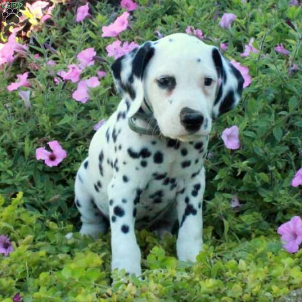 Pippin, Dalmatian Puppy