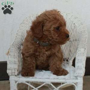 Pippin, Yorkie Poo Puppy