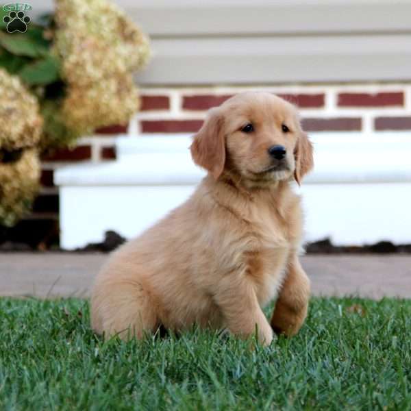 Pixie, Golden Retriever Puppy