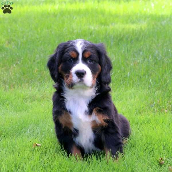 Plugger, Miniature Bernese Mountain Dog Puppy