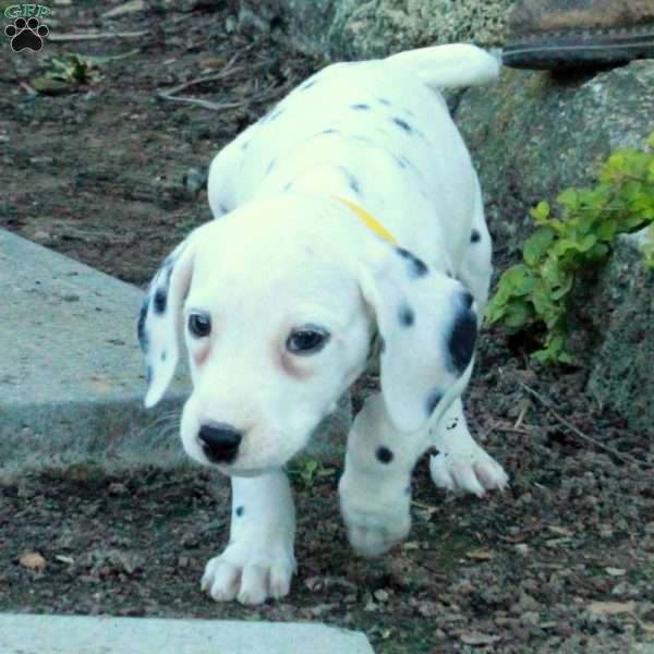 Poe, Dalmatian Puppy