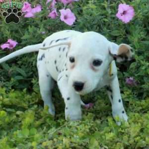 Poe, Dalmatian Puppy