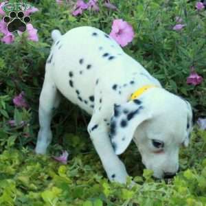 Poe, Dalmatian Puppy