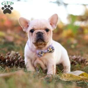 Polly, French Bulldog Puppy