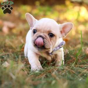 Polly, French Bulldog Puppy