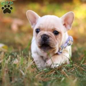 Polly, French Bulldog Puppy