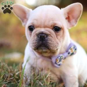 Polly, French Bulldog Puppy