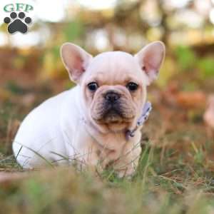 Polly, French Bulldog Puppy