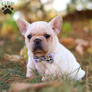 Polly, French Bulldog Puppy