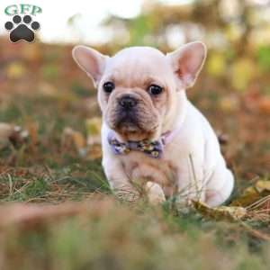 Polly, French Bulldog Puppy