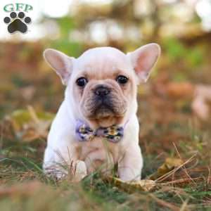 Polly, French Bulldog Puppy