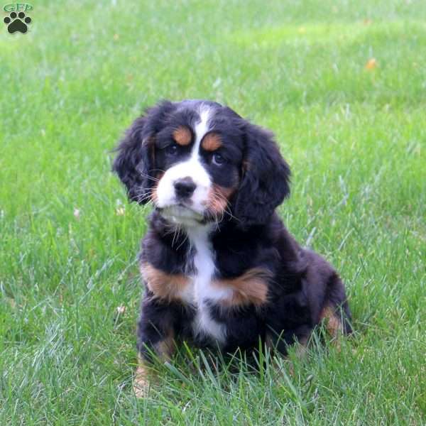 Polly, Miniature Bernese Mountain Dog Puppy