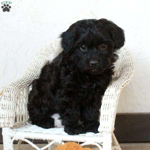 Polly, Yorkie Poo Puppy