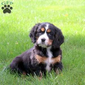 Polly, Miniature Bernese Mountain Dog Puppy