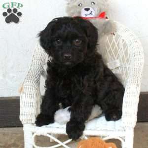 Polly, Yorkie Poo Puppy