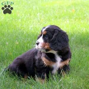 Polly, Miniature Bernese Mountain Dog Puppy