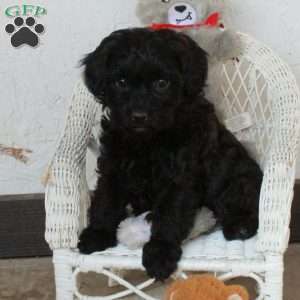 Polly, Yorkie Poo Puppy