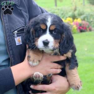 Polly, Miniature Bernese Mountain Dog Puppy