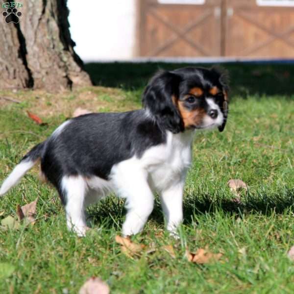 Polly, Cavalier King Charles Spaniel Puppy