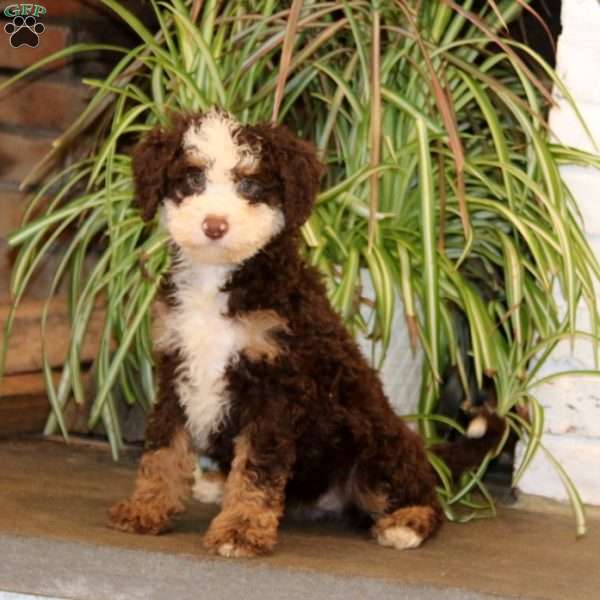 Polly, Mini Bernedoodle Puppy