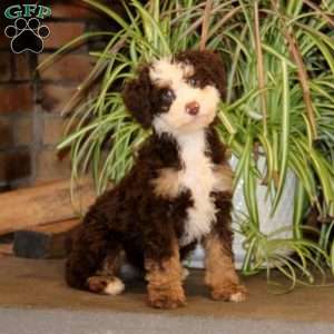 Polly, Mini Bernedoodle Puppy