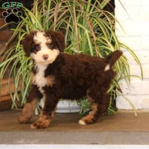 Polly, Mini Bernedoodle Puppy