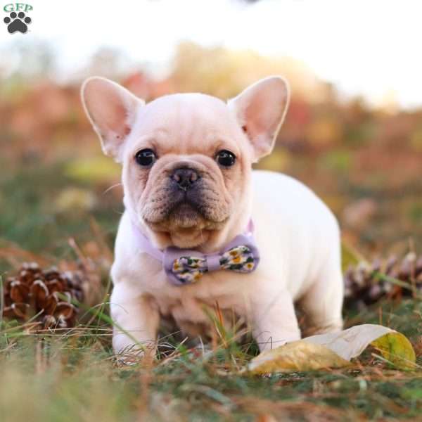 Polly, French Bulldog Puppy