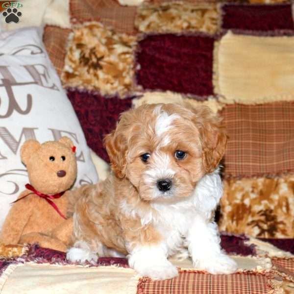 Pop, Maltipoo Puppy