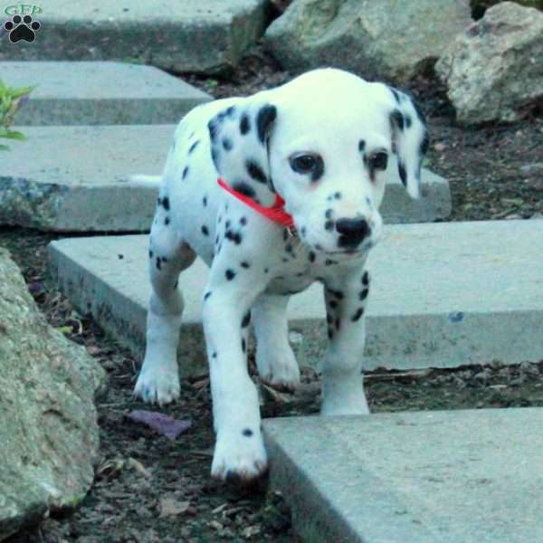 Poppy, Dalmatian Puppy