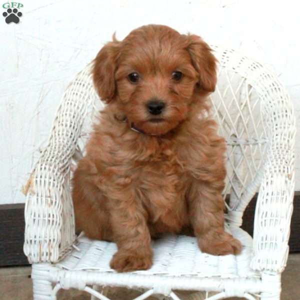 Poppy, Yorkie Poo Puppy