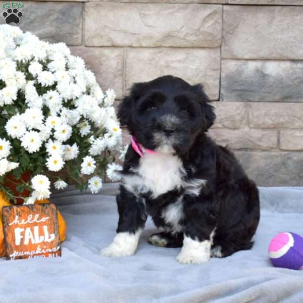 Poppy, Portuguese Water Dog Puppy