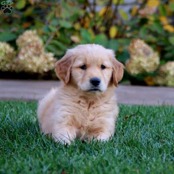 Poppy, Golden Retriever Puppy