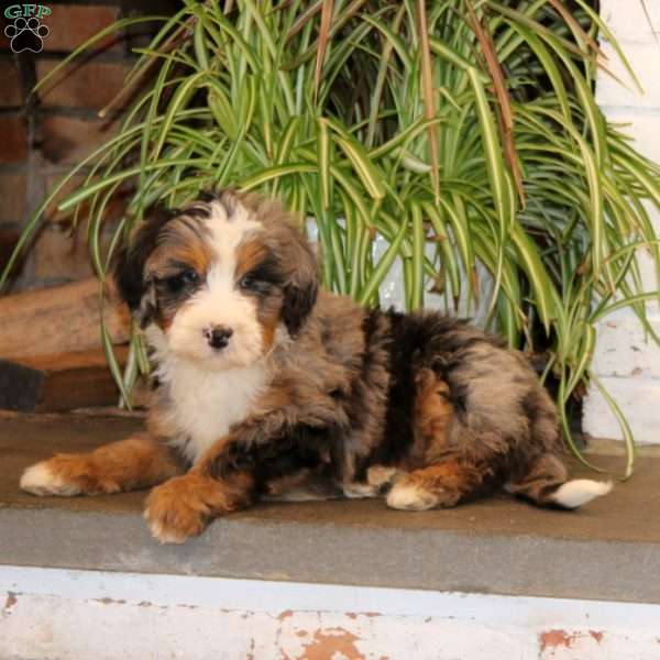 Poppy, Mini Bernedoodle Puppy